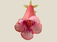 Sinningia 'Ugly Girl' Sinningia 'Ugly Girl'